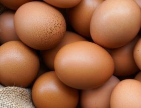 Panduan Sederhana Memilih Telur yang Bagus & Berkualitas by Titipku