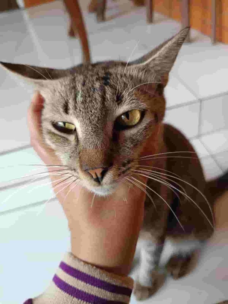 Beberapa Cara untuk Mengatasi Kucing Pilek