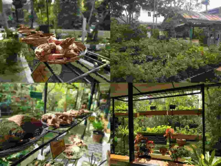 "Sringanis", Taman Edukasi & Pengobatan Tradisional di Bogor