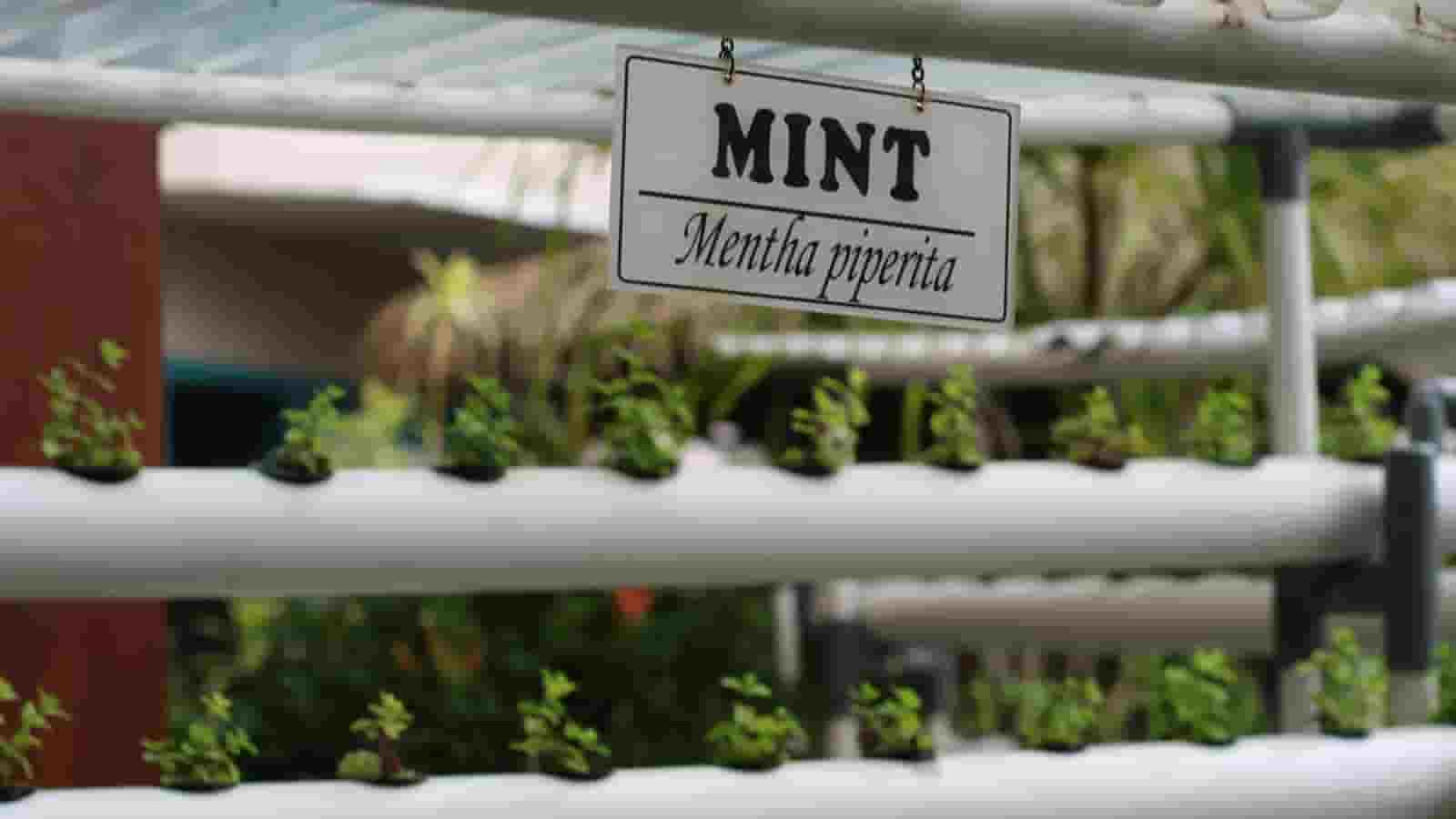 Dukung Praktik Keberlanjutan, Hotel Ciputra Jakarta Tingkatkan Komitmen Green Hospitality Melalui Kebun Hidroponik