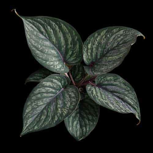 "Calathea" jadi Perhatian Khusus bagi Pecinta Tanaman Hias