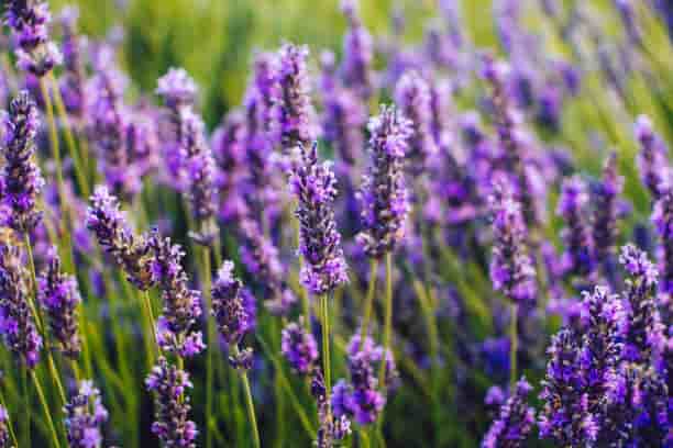 Dengan Keanggunan Warnanya, Lavender punya Segudang Manfaat