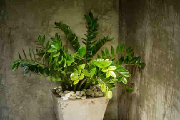 Penampilan Sleek Nan Elegan Zamioculcas Zamiifolia (ZZ Plant), Bikin Ruangan jadi Hijau