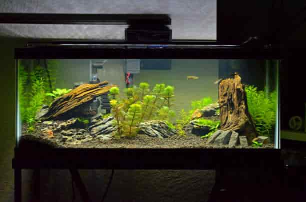 Indahnya Alam di Akuarium Mini Tertuang di Aquascape Mini