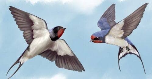 Petani Budidaya Sarang Walet Minta Presiden Perbaharui Protokol Perdagangan Bilateral, Lebih Adil dan Kesepahaman Bersama