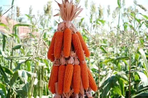 SPHP Jagung Pakan, Program Subsidi Harga bagi Peternak Unggas untuk Antisipasi Fluktuasi Harga Telur Ayam