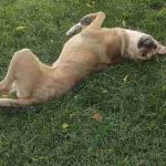 Cara Mengetahui & Menghilangkan Kutu Anjing