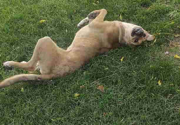 Cara Mengetahui & Menghilangkan Kutu Anjing