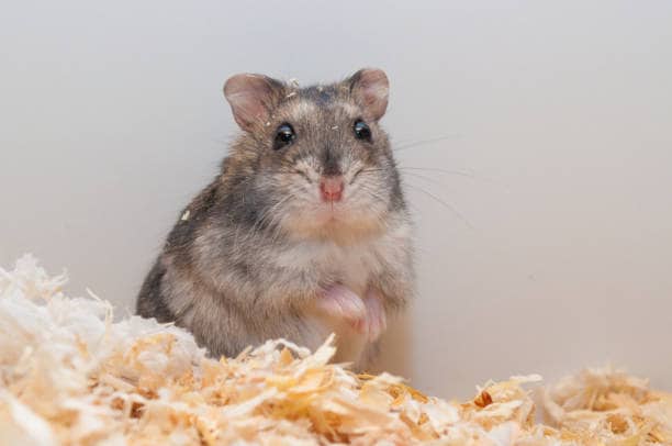 5 Fakta Menarik tentang Hamster, Hewan Peliharaan Kecil yang Menggemaskan