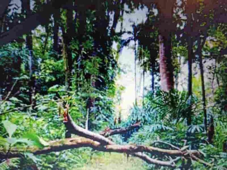 Wisata ke Hutan CIFOR Bogor, Jelajahi Alam Sekaligus Ilmu Pengetahuan