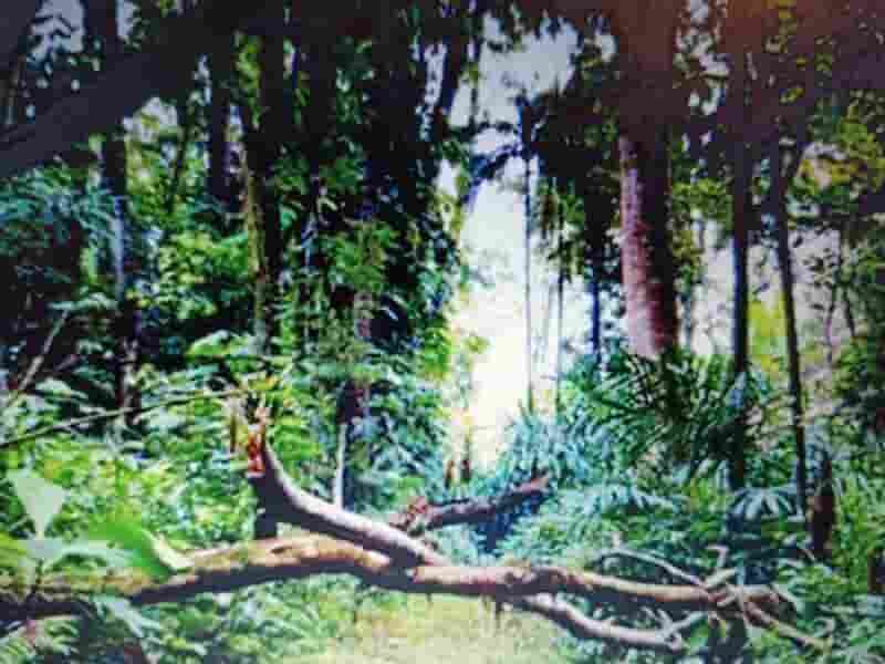 Wisata ke Hutan CIFOR Bogor, Jelajahi Alam Sekaligus Ilmu Pengetahuan