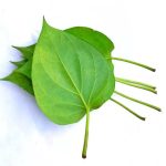 Simak! Khasiat Daun Bidara bagi Kesehatan Tubuh
