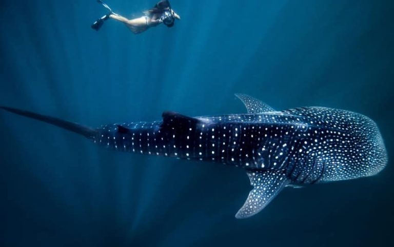 Dari Berenang hingga Sailing, Ini Cara Terbaik Menjelajahi Australia's Coral Coast