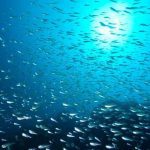 Stok Ikan Menipis, Perubahan Iklim jadi Ancaman bagi Jutaan Nelayan Ikan di Seluruh Dunia