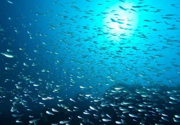 Stok Ikan Menipis, Perubahan Iklim jadi Ancaman bagi Jutaan Nelayan Ikan di Seluruh Dunia