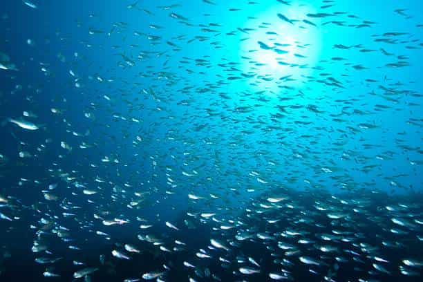 Stok Ikan Menipis, Perubahan Iklim jadi Ancaman bagi Jutaan Nelayan Ikan di Seluruh Dunia