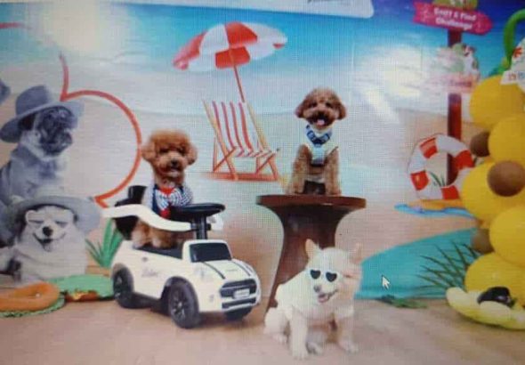 Dog Community Gathering Satukan Komunitas Pecinta Anjing Jelang Jakarta International Pet Show (JIPS) 2026