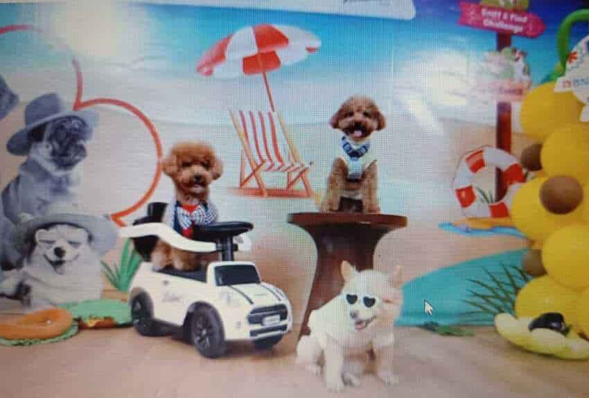 Dog Community Gathering Satukan Komunitas Pecinta Anjing Jelang Jakarta International Pet Show (JIPS) 2026