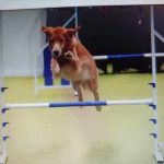 Semarak Hari Kedua JIPS 2026, Ragam Aktivitas Pet-Friendly Tarik Antusiasme Pengunjung