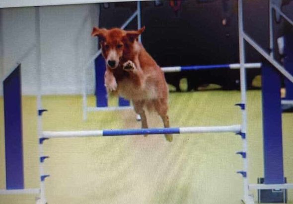 Semarak Hari Kedua JIPS 2026, Ragam Aktivitas Pet-Friendly Tarik Antusiasme Pengunjung