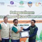 Sukses Konservasi Keanekaragaman Hayati, United Tractors Lepasliarkan 10 Rusa Timor di Kawasan Margasatwa Cikepuh