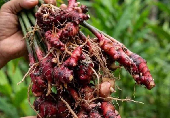 Dari Laboratorium ke Industri, Jahira Dorong Jahe Merah Indonesia Naik Kelas