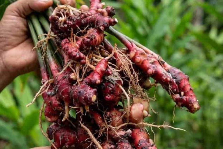 Dari Laboratorium ke Industri, Jahira Dorong Jahe Merah Indonesia Naik Kelas