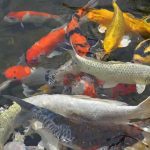 Jual Beli Bibit Ikan, Usaha yang Dikembangkan Secara Bertahap Terkait Kebutuhan Sehari-hari
