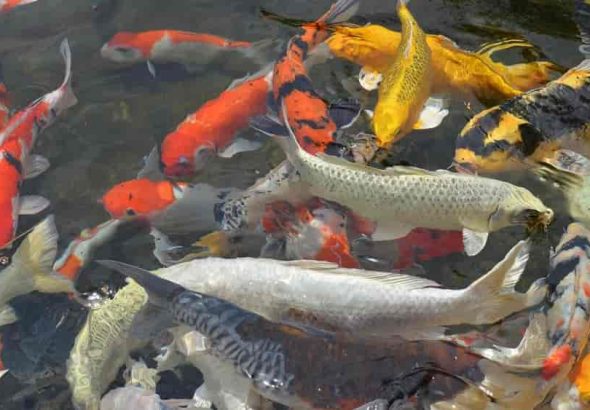 Jual Beli Bibit Ikan, Usaha yang Dikembangkan Secara Bertahap Terkait Kebutuhan Sehari-hari
