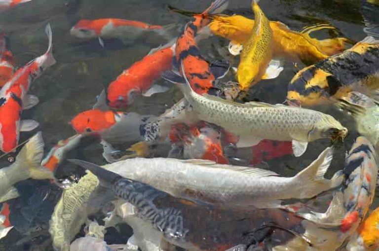 Jual Beli Bibit Ikan, Usaha yang Dikembangkan Secara Bertahap Terkait Kebutuhan Sehari-hari