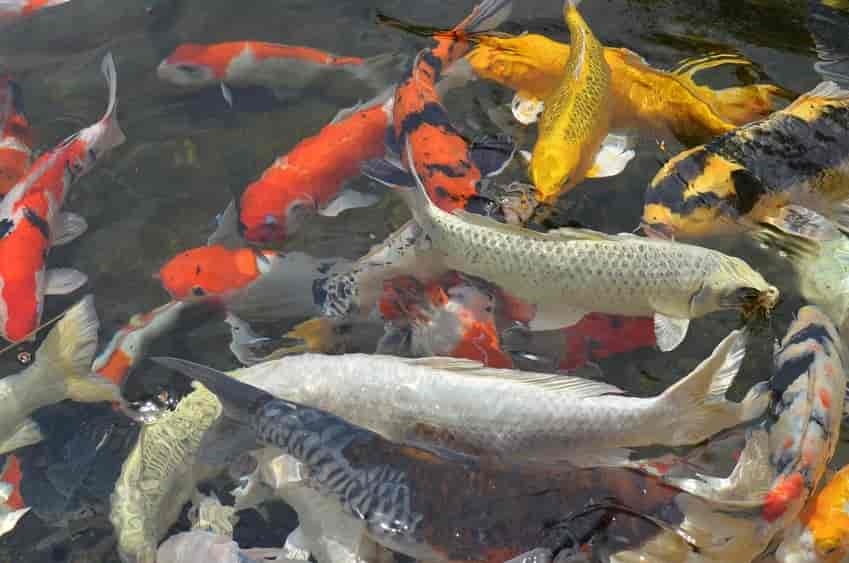 Jual Beli Bibit Ikan, Usaha yang Dikembangkan Secara Bertahap Terkait Kebutuhan Sehari-hari
